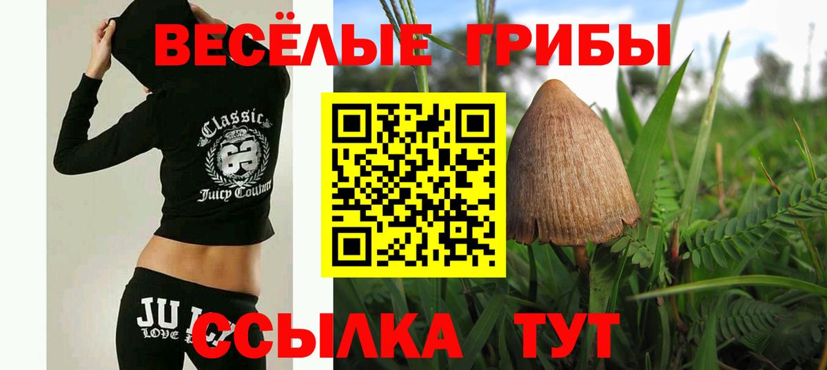Галлюциногенные грибы Psilocybe Всеволожск
